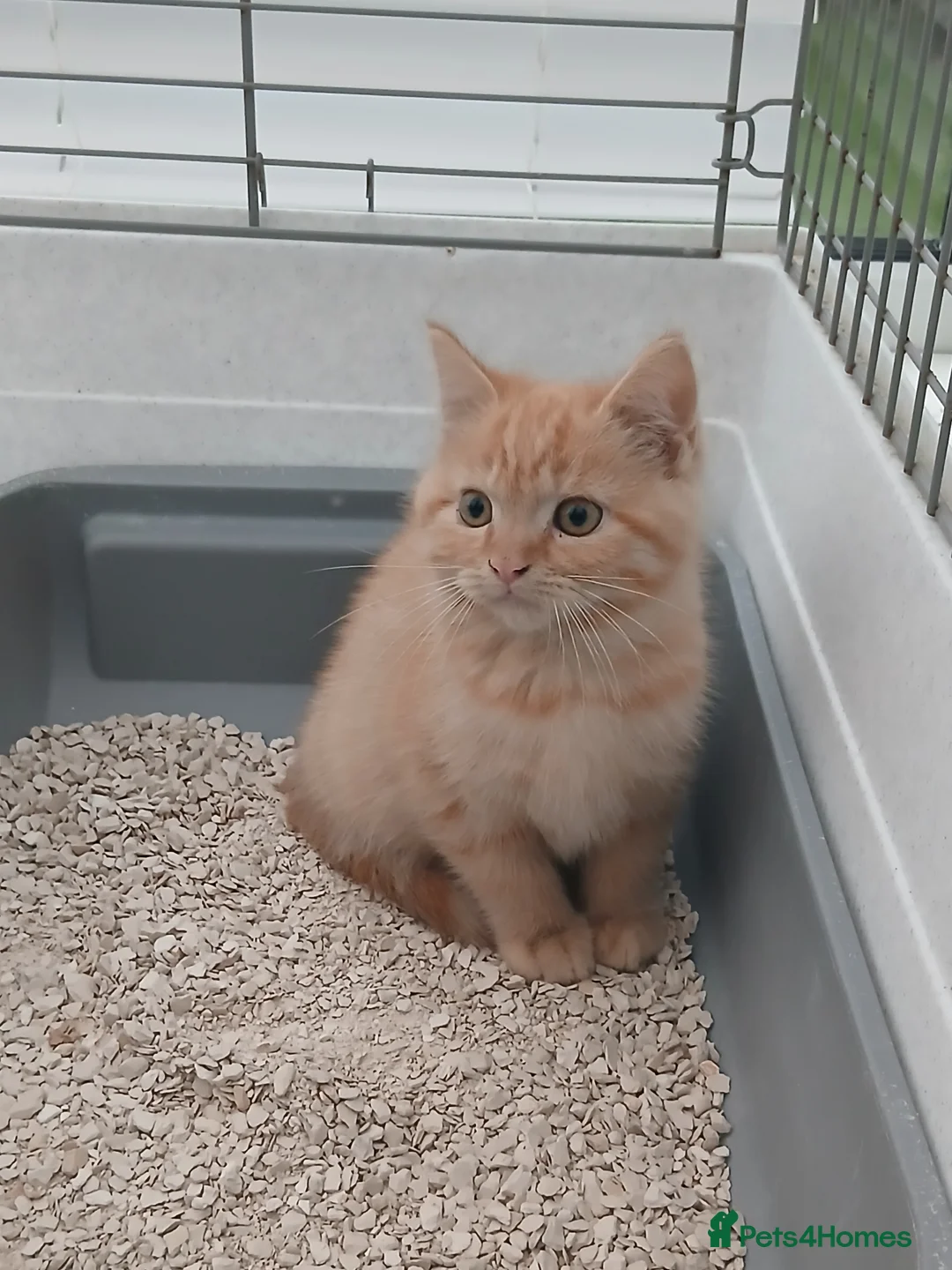 British Longhair cats for sale: British short-hair xxx - Advert 10