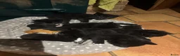 Domestic Shorthair cats for sale: 5 black and white kittens ready to take home  - Advert 8