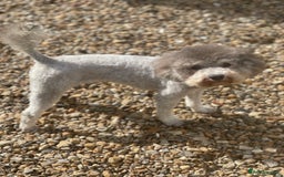 Toy Poodle dogs for sale: Silver Phantom Boy - Image 2