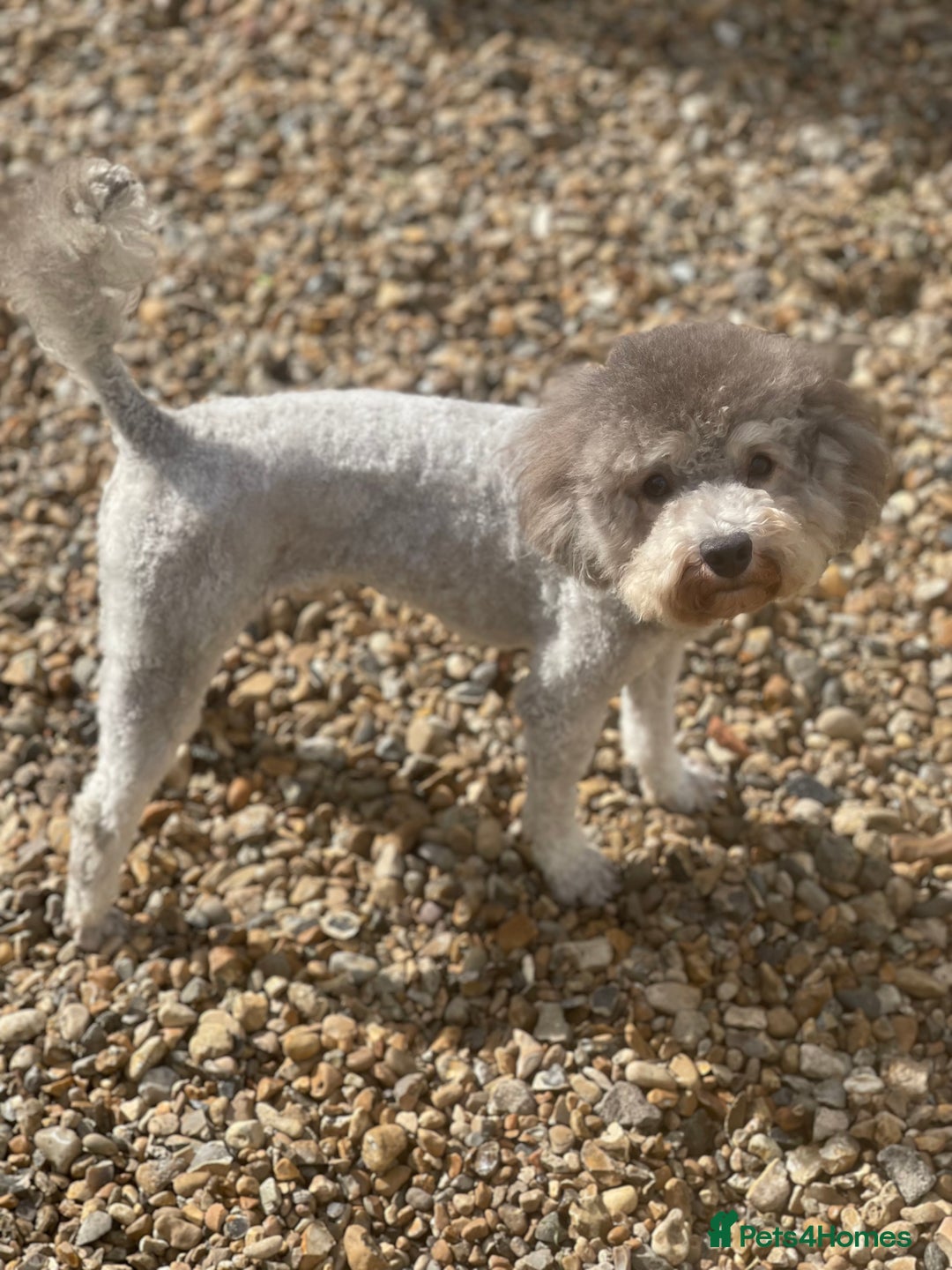 Toy Poodle dogs for sale: Silver Phantom Boy - Image 2