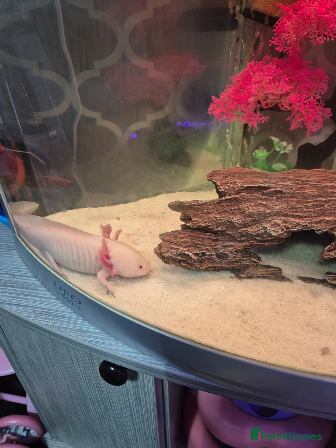Axolotl reptiles for sale: Axolotl with tank  - Advert 3