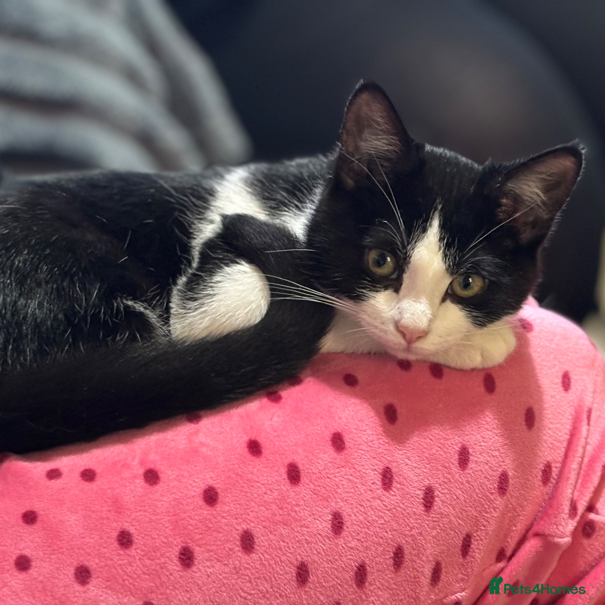 Mixed Breed cats URGENT…Needs new home - Advert 4