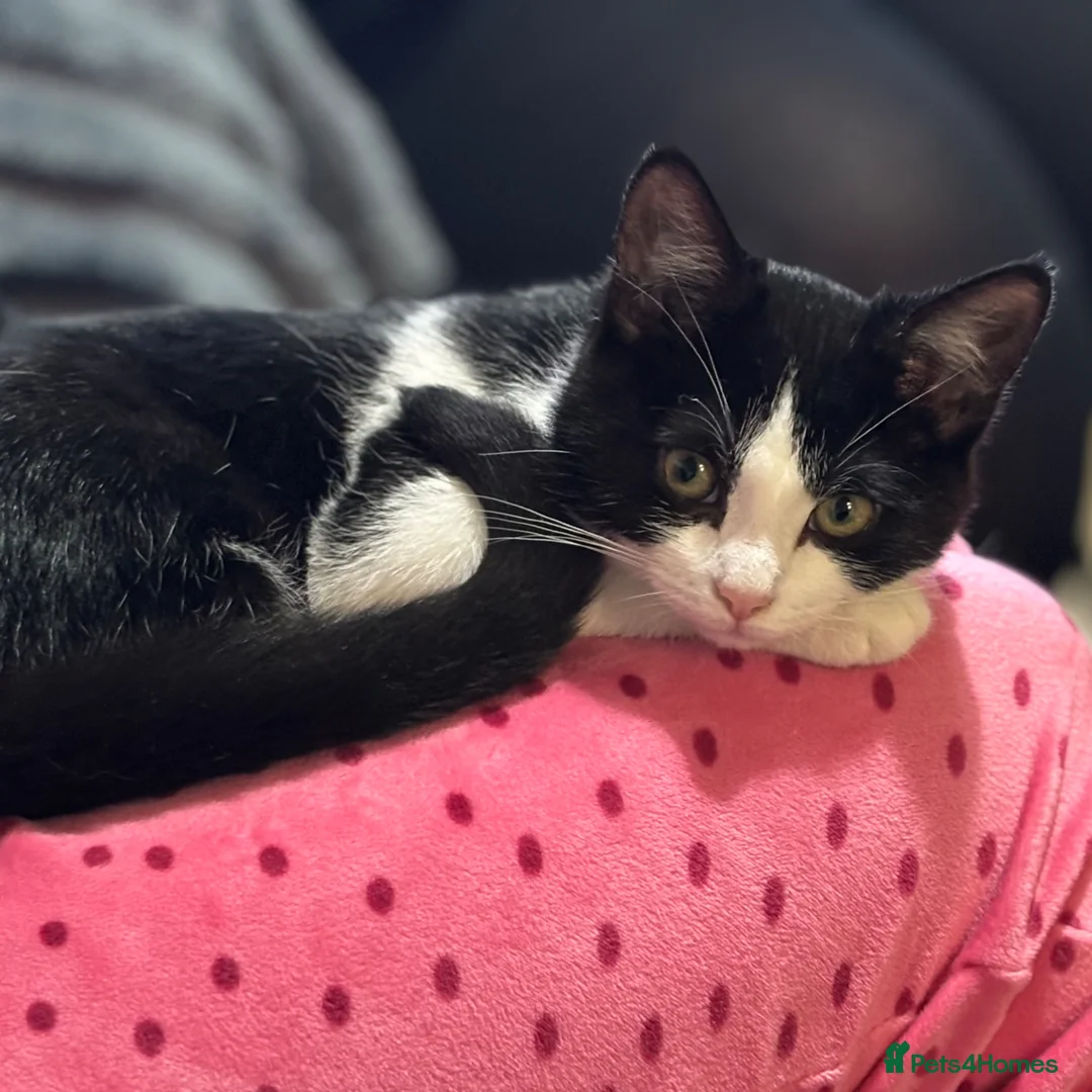 Mixed Breed cats for sale: URGENT…Needs new home in Much Hadham - Advert 1