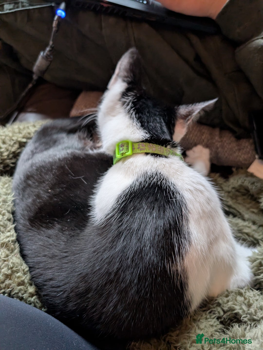 Mixed Breed cats for sale: 2 year old cat (female) - Image 7