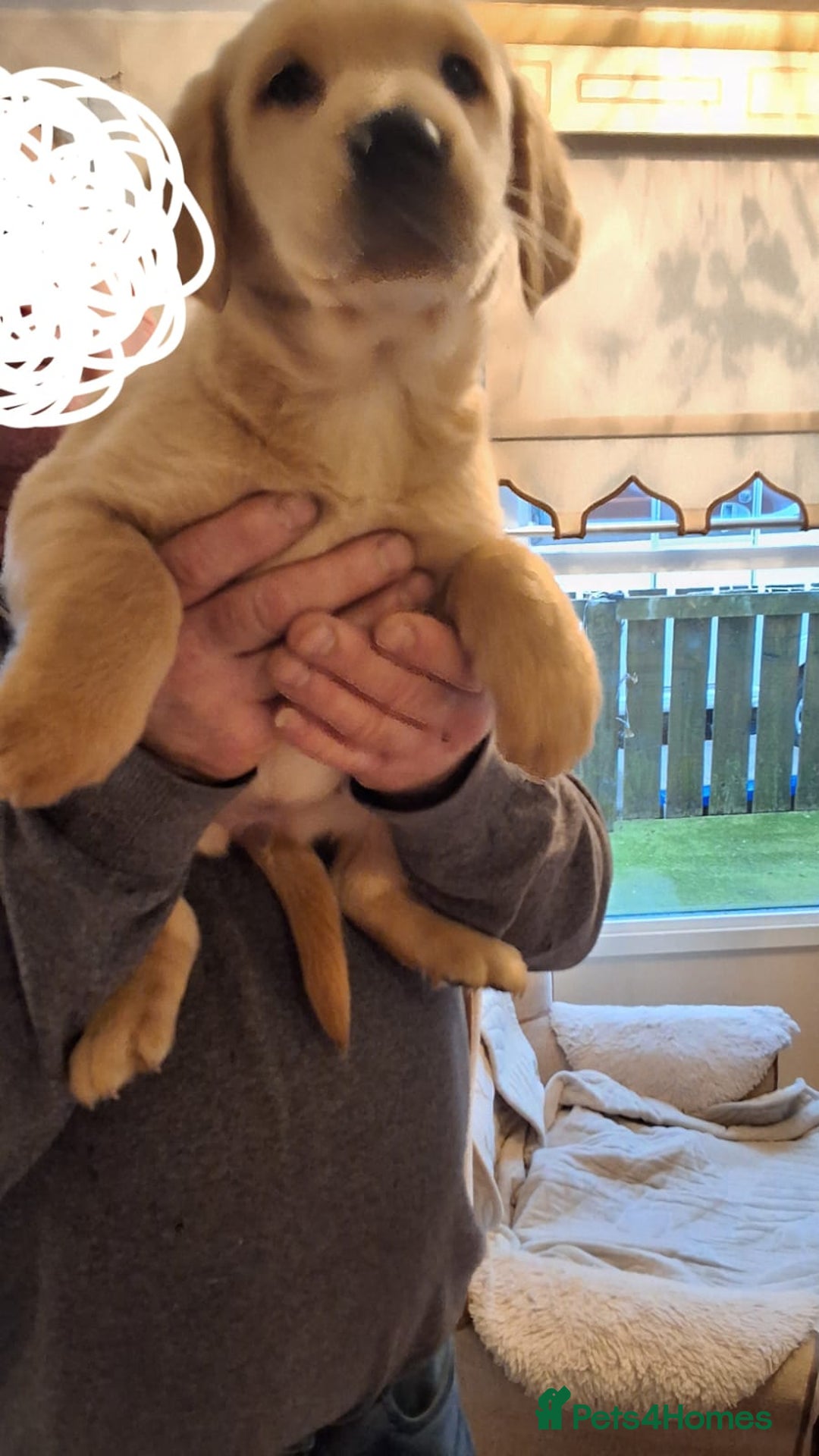 Goldador dogs for sale: Goldador puppies  - Advert 30