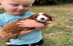 Cavapoo dogs for sale: Stunning cavapoo pups *ready to leave 29th august* - Image 4
