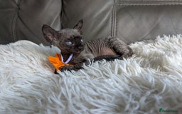 Sphynx cats for sale: Sphynx kittens - Image 30