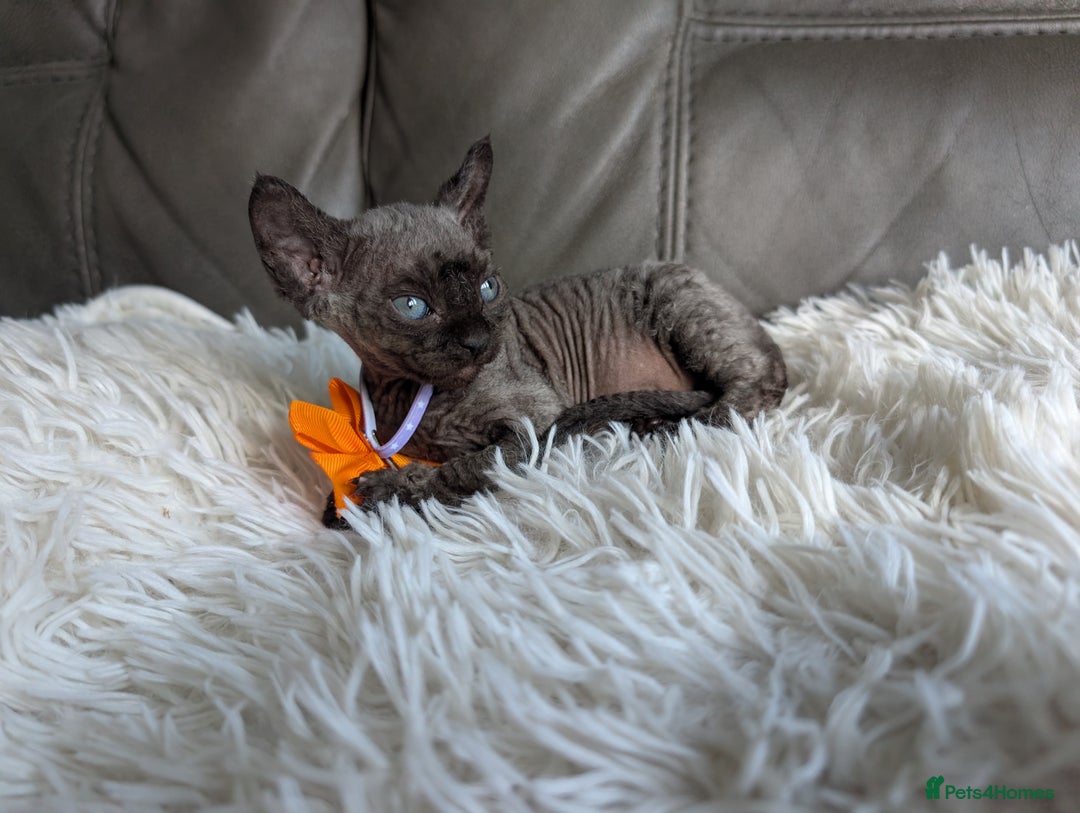 Sphynx cats for sale: Sphynx kittens - Image 30