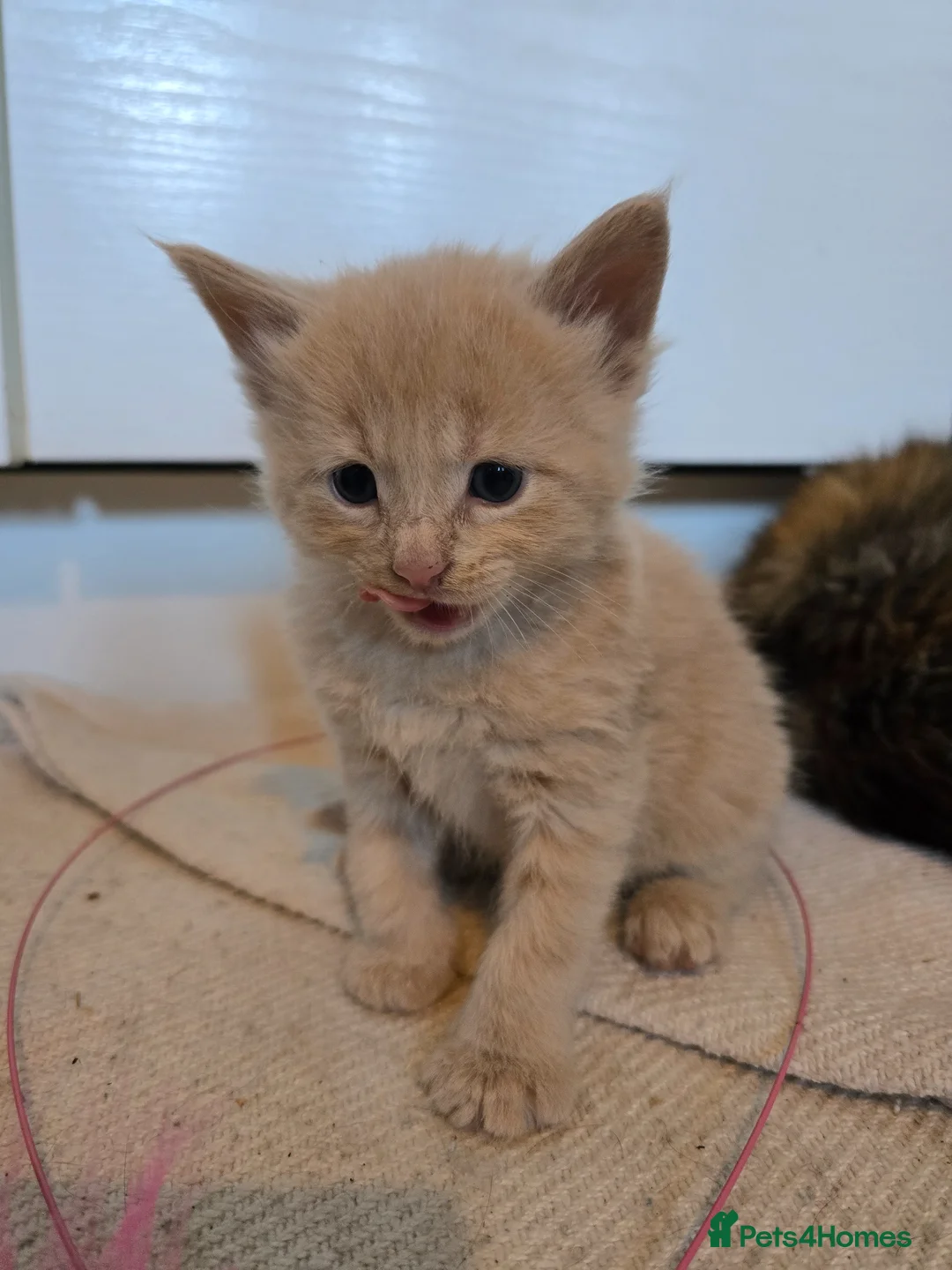 Maine Coon cats for sale: Maine Coon X Scottish Fold - Advert 1