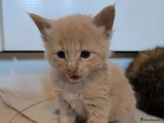 Maine Coon cats for sale: Maine Coon X Scottish Fold - Advert 1