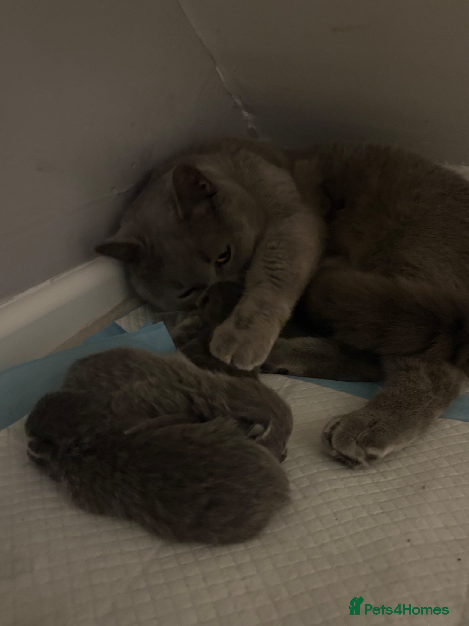 British Shorthair cats for sale: British Shorthair Kittens - Advert 13