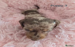 Miniature Dachshund dogs for sale: Stunning miniature dachshund puppies - Image 9