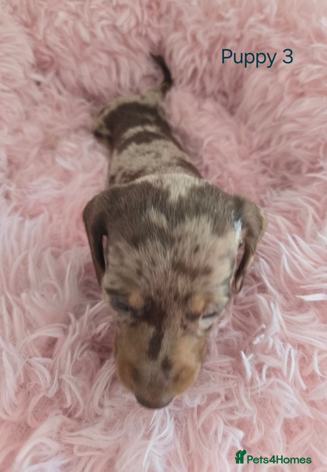 Miniature Dachshund dogs for sale: Stunning miniature dachshund puppies - Image 9