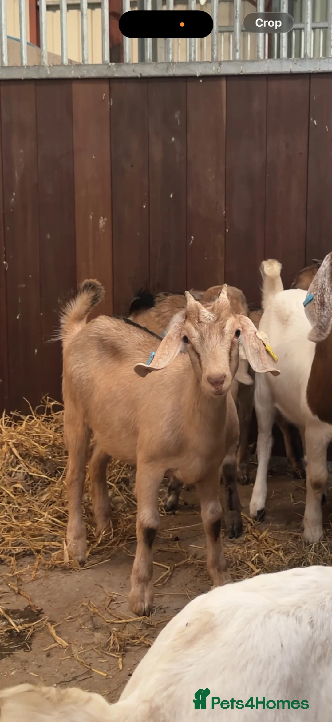 Goats livestock for sale: Stunning Nubian x Boer female  - Advert 1