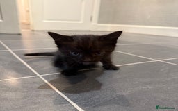Mixed Breed cats for sale: Fluffy kitten looking for there home - Image 4