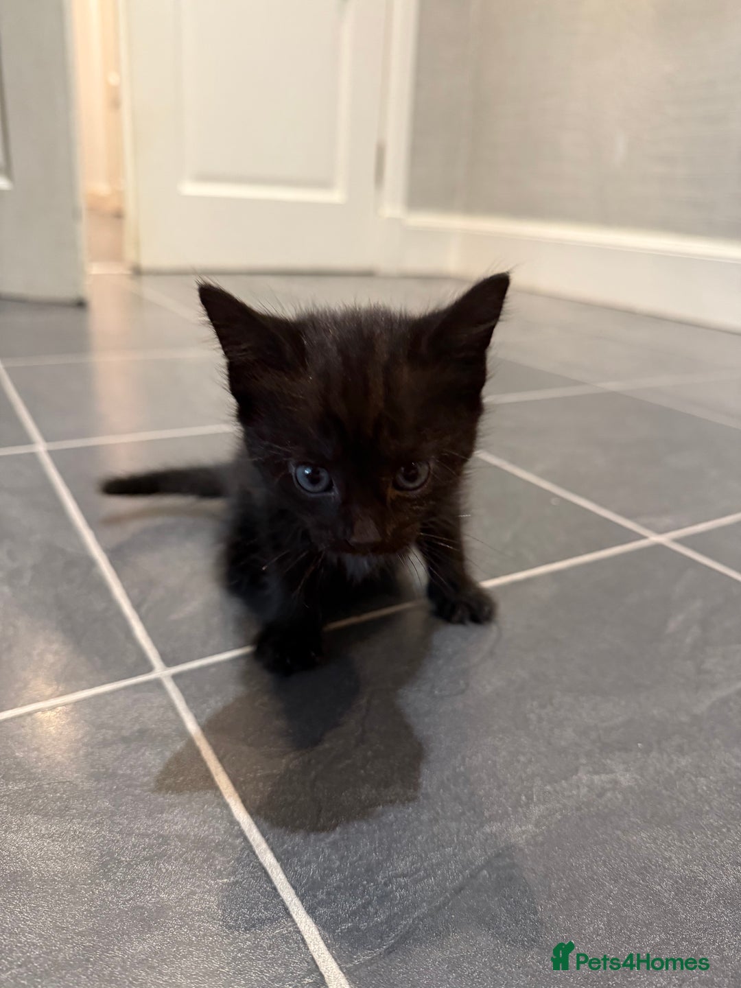 Mixed Breed cats for sale: Fluffy kitten looking for there home - Image 4