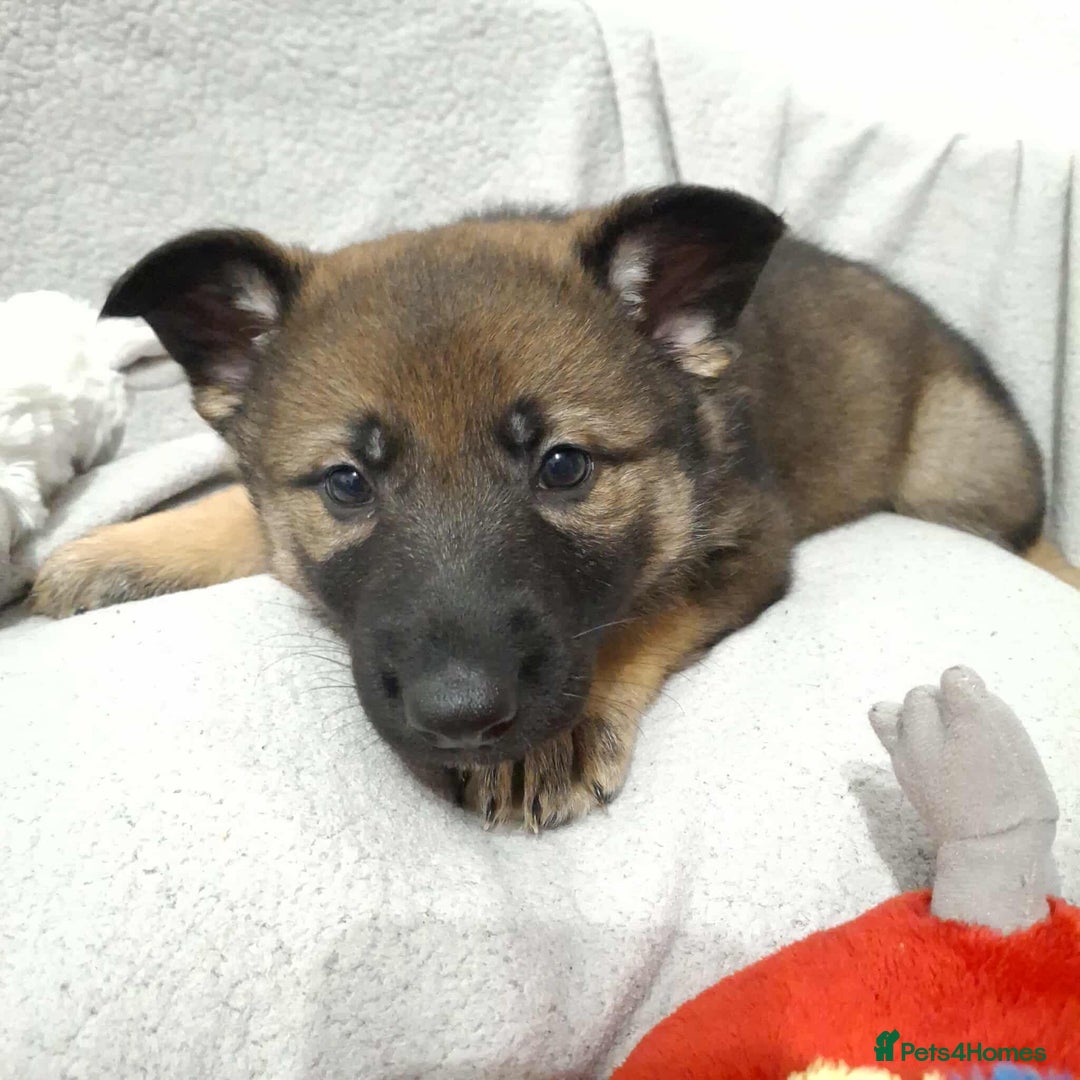 German Shepherd dogs for sale: BEAUTIFUL SABLE GERMAN SHEPHERD PUPS - Image 9