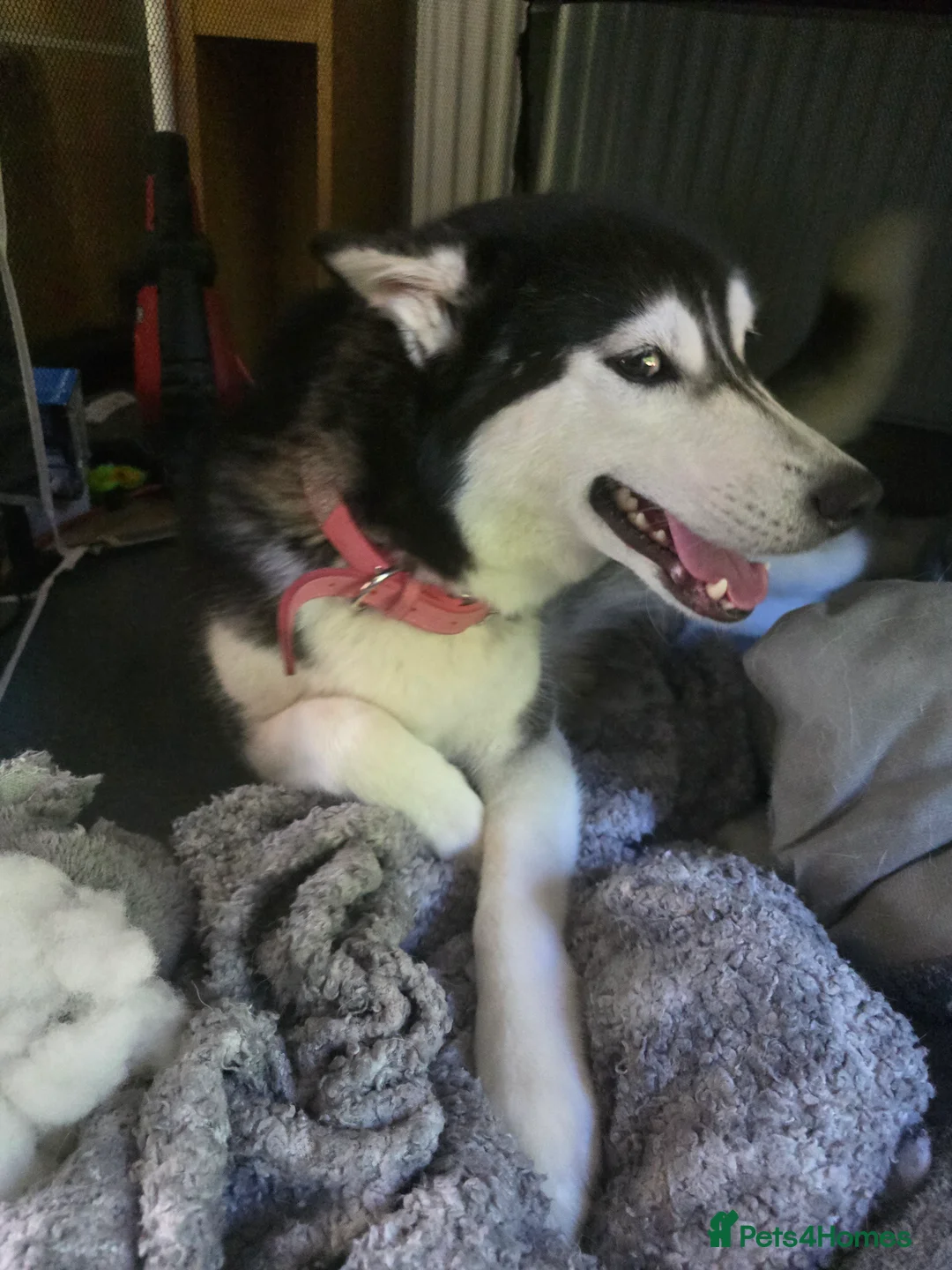 Siberian Husky dogs for sale: Nova 3 years old husky in Huddersfield - Advert 2