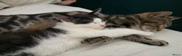 Mixed Breed cats for sale: Grey and White Female Kitten - Advert 3