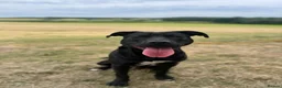 Staffordshire Bull Terrier dogs for adoption: Norman - Advert 2
