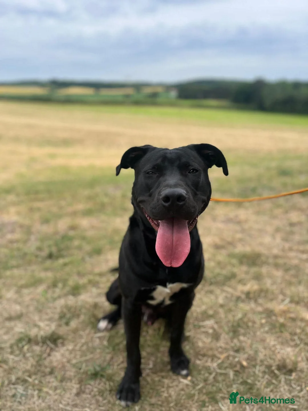 Staffordshire Bull Terrier dogs for adoption: Norman - Advert 2