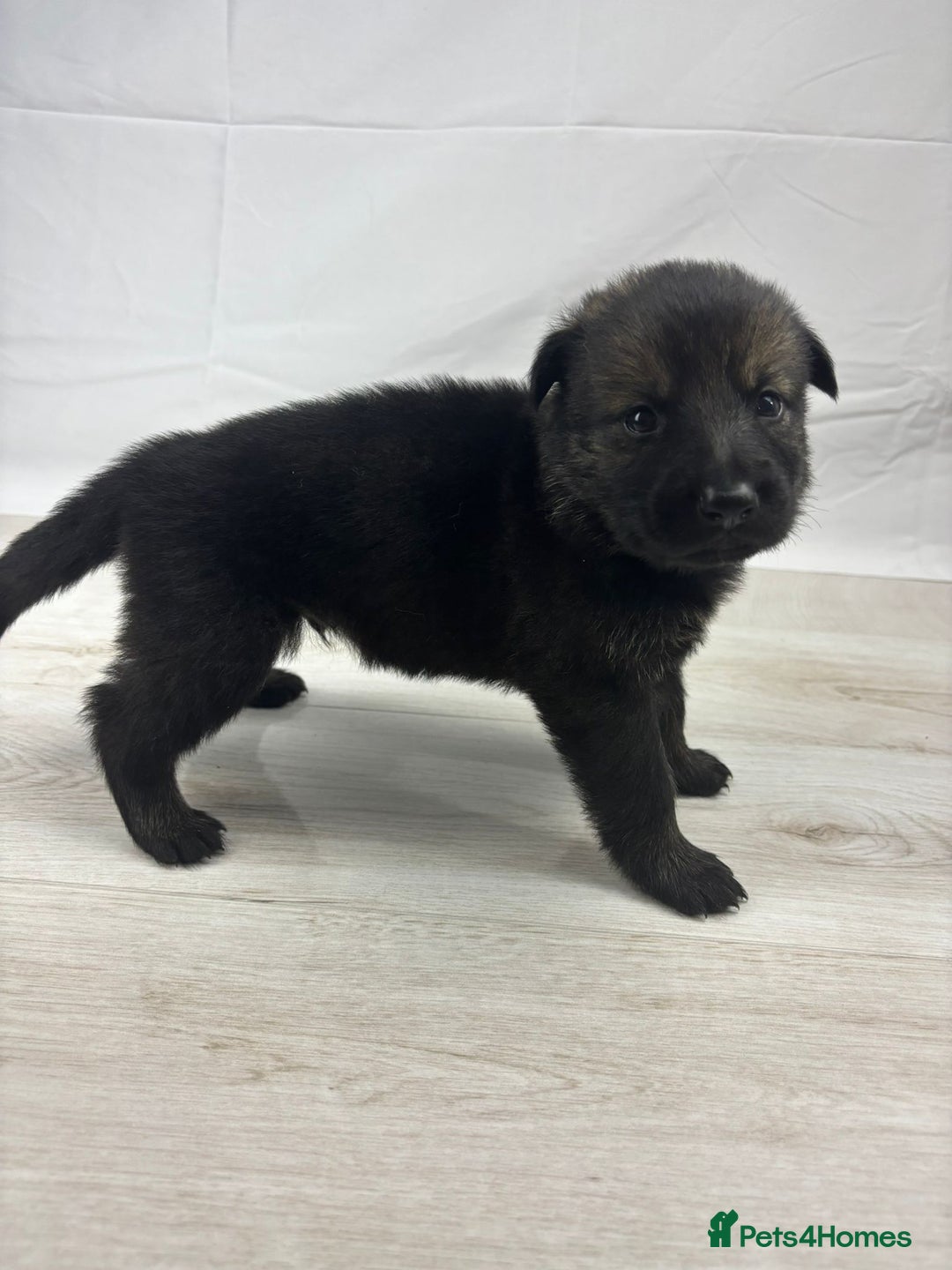 German Shepherd dogs for sale: Chunky German Shepherd Working Line Puppies  - Image 4