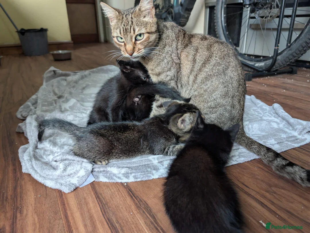 Domestic Shorthair cats for sale: 5 Kittens available  - Advert 1