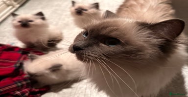 Ragdoll cats - Advert 6