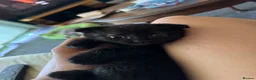 Scottish Fold cats for sale: Scottish fold cross - Advert 4