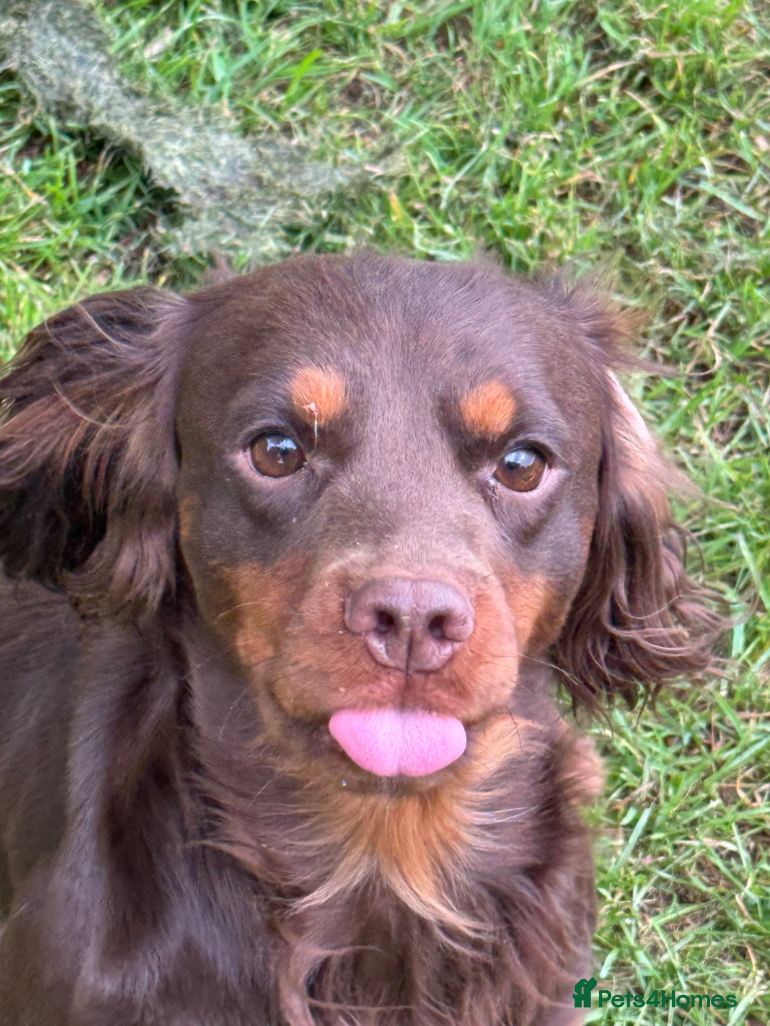 Cocker Spaniel dogs Chocolate and Tan Cocker Spaniel At Stud - Advert 4