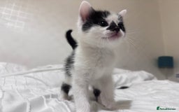 Mixed Breed cats for sale: 3 beautiful kittens looking for new home - Image 13