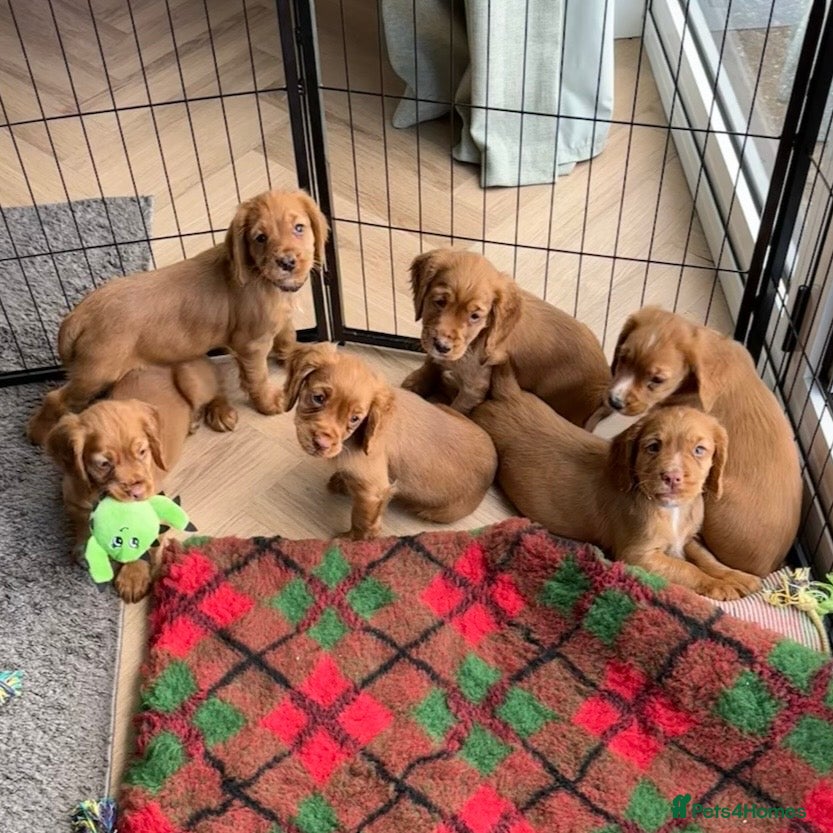 Cocker Spaniel dogs for sale: KC REGISTERED COCKER SPANIEL PUPPIES - Advert 1