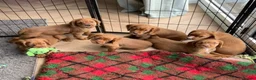 Cocker Spaniel dogs for sale: KC REGISTERED COCKER SPANIEL PUPPIES - Advert 1