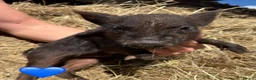 Pig livestock for sale: Miniature / Micro Piglets - Advert 5