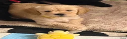 Cockapoo dogs for sale: 8 gorgeous f2 miniature cockapoo puppies  - Advert 23