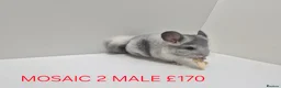 Chinchilla rodents for sale: STUNNING BABIES CHINCHILLA MIX COLOURS AND GENDER  in Sutton-in-Ashfield - Advert 2