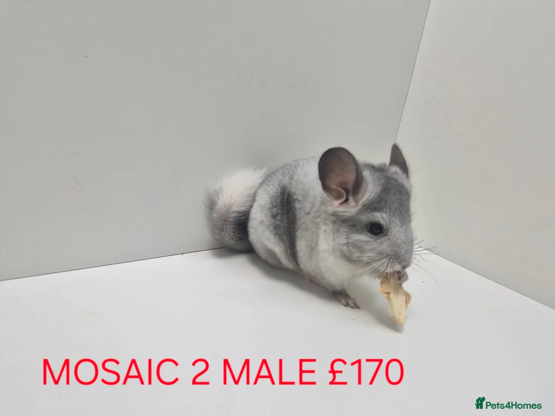Chinchilla rodents for sale: STUNNING BABIES CHINCHILLA MIX COLOURS AND GENDER  in Sutton-in-Ashfield - Advert 2