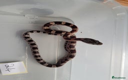 Corn Snake reptiles for sale: 6 week old baby corn snakes - Image 2