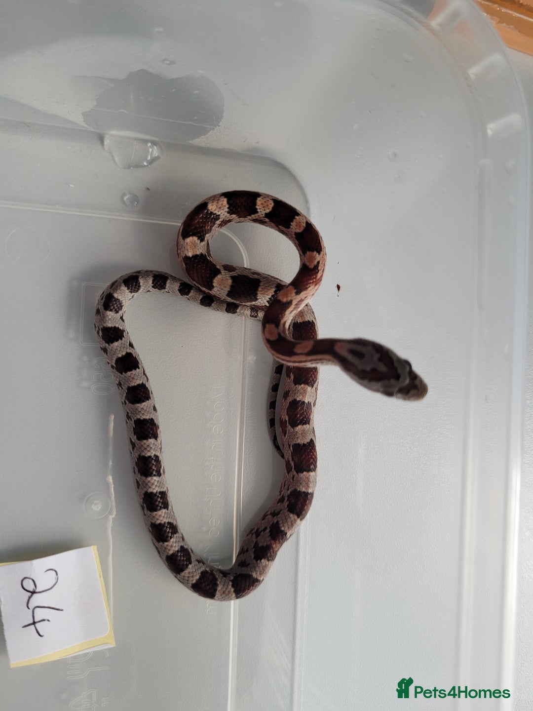 Corn Snake reptiles for sale: 6 week old baby corn snakes - Image 2