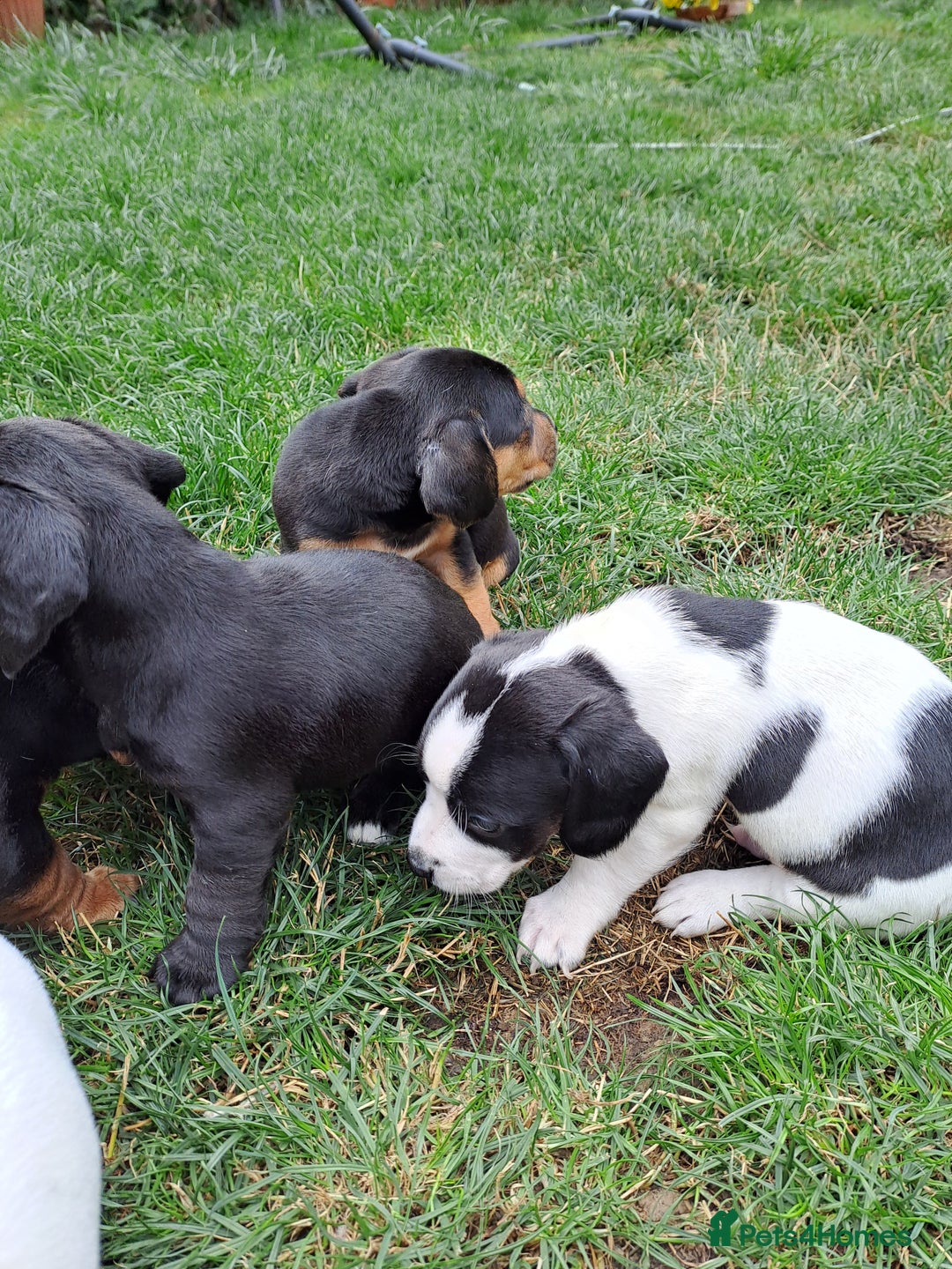 Mixed Breed dogs for sale: Jack Russell and Coker Spaniel  - Image 9