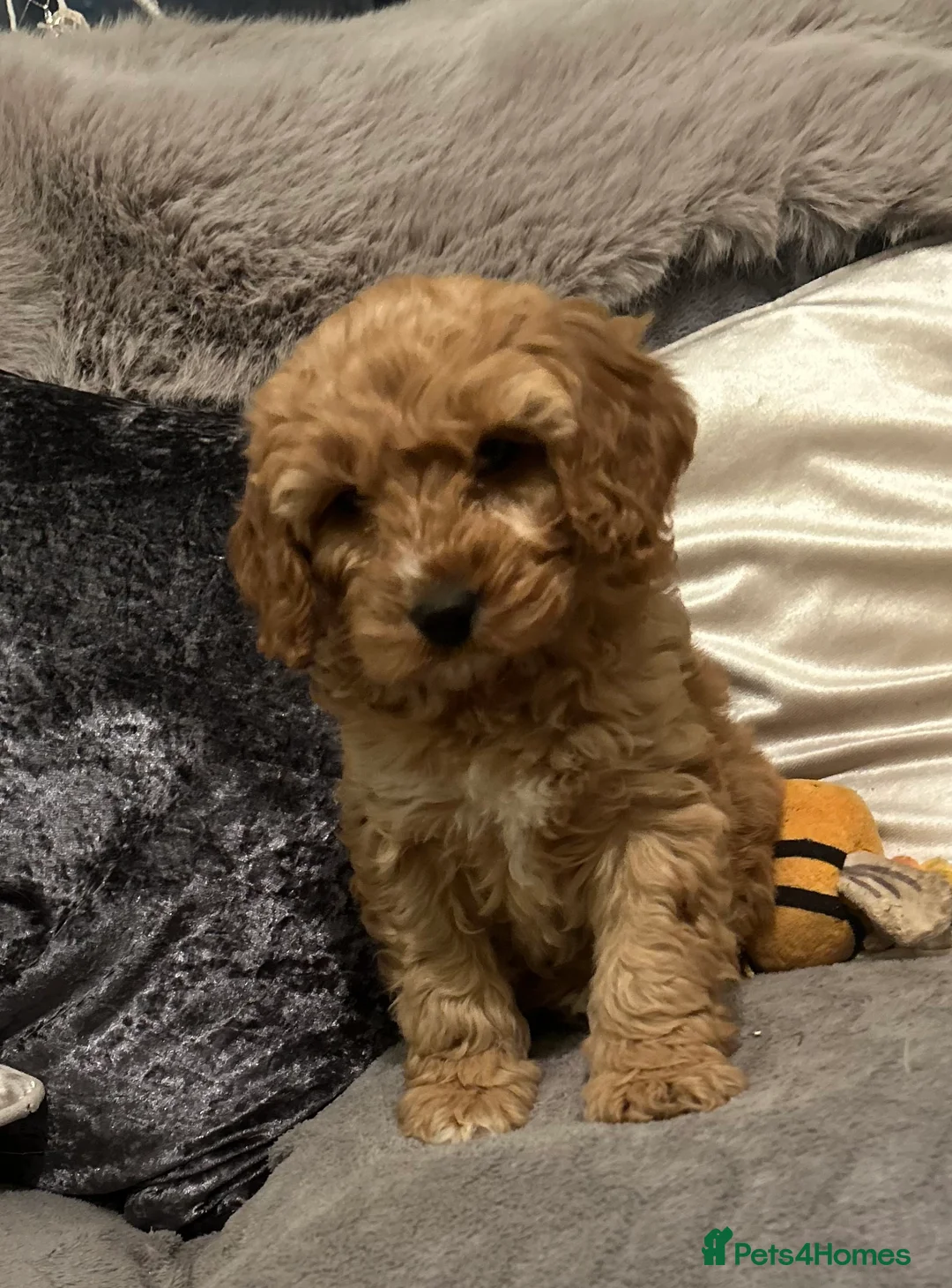 Cockapoo dogs for sale: Cockapoo pupies - Advert 7