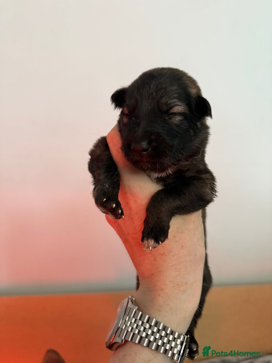German Shepherd dogs for sale: Beautiful Working Line German Shepherd Puppies - Image 10