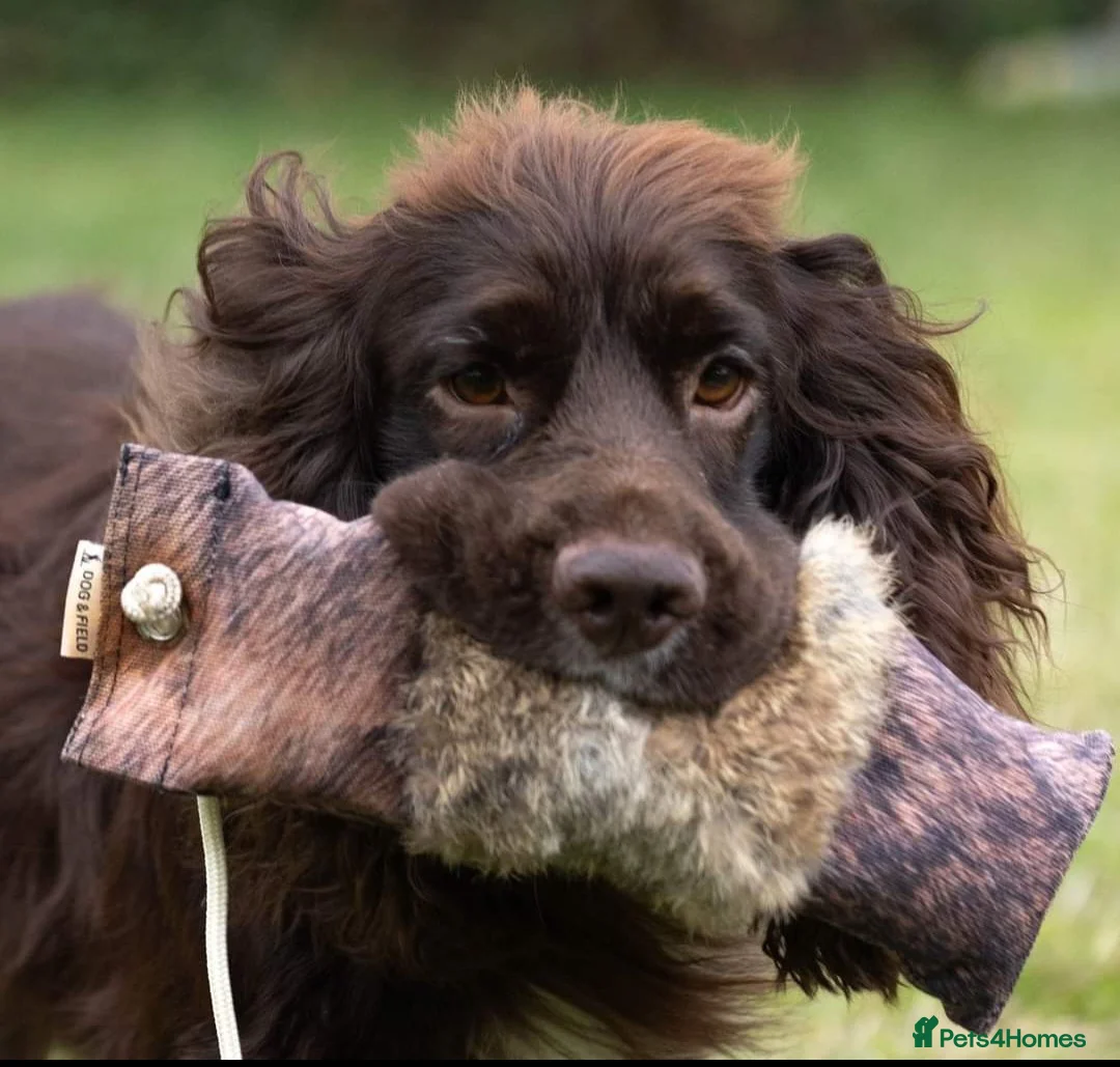 Cocker Spaniel dogs for stud: Fully Health Tested Working Cocker  in Maidstone - Advert 4