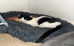 Sphynx cats for sale: Female Kitten Ready 2 Go  - Image 2