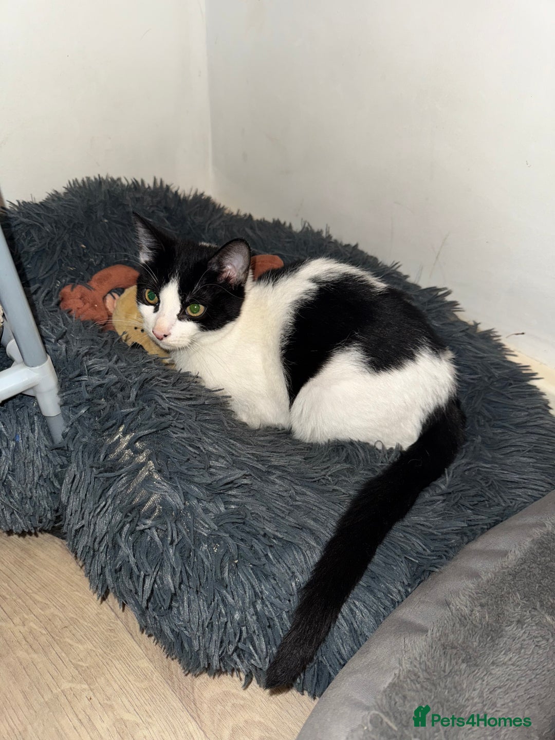 Sphynx cats for sale: Female Kitten Ready 2 Go  - Image 2