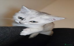 British Shorthair cats for sale: British Shorthair Kittens – Golden & Silver Shaded - Image 26