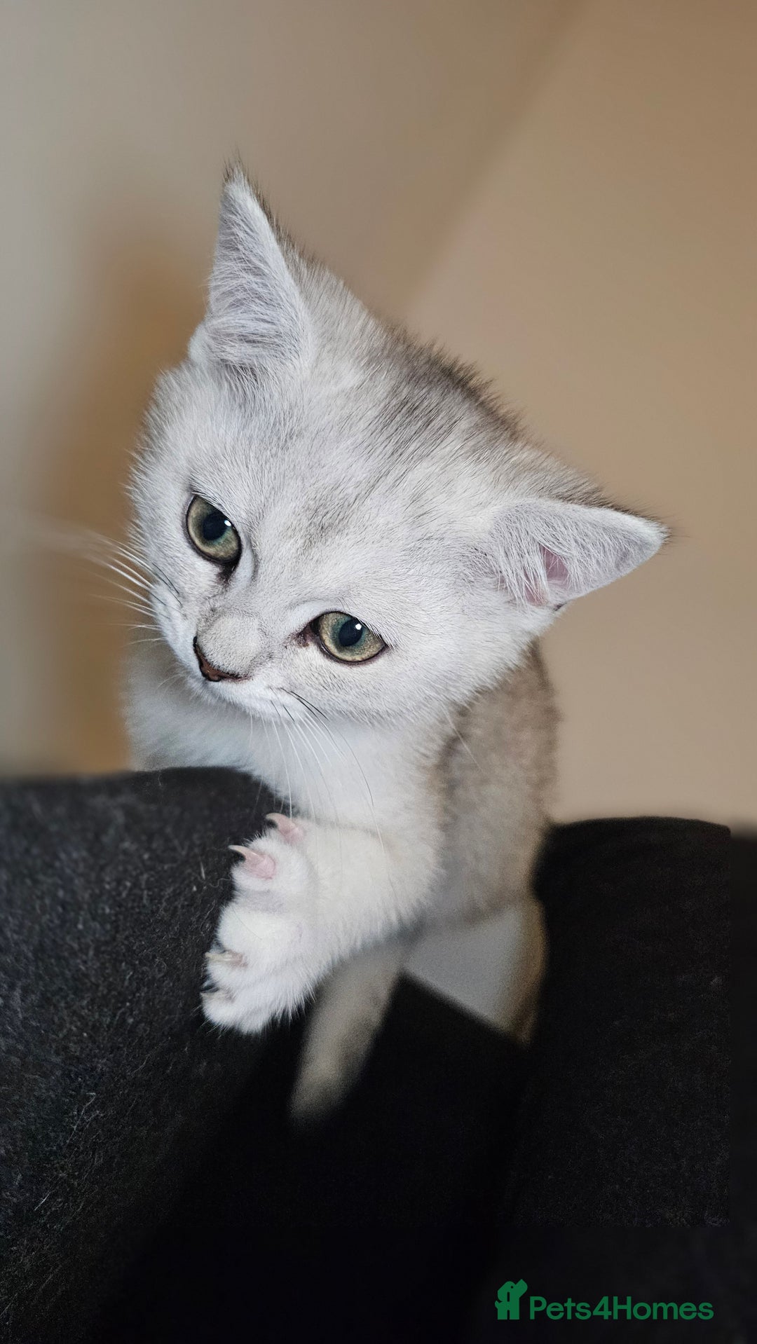 British Shorthair cats for sale: British Shorthair Kittens – Golden & Silver Shaded - Image 26