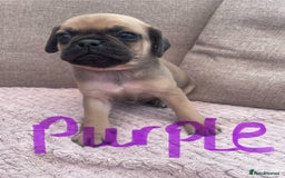 Mixed Breed dogs for sale: PUGAPOO 3 LEFT READY NOW  - Image 6
