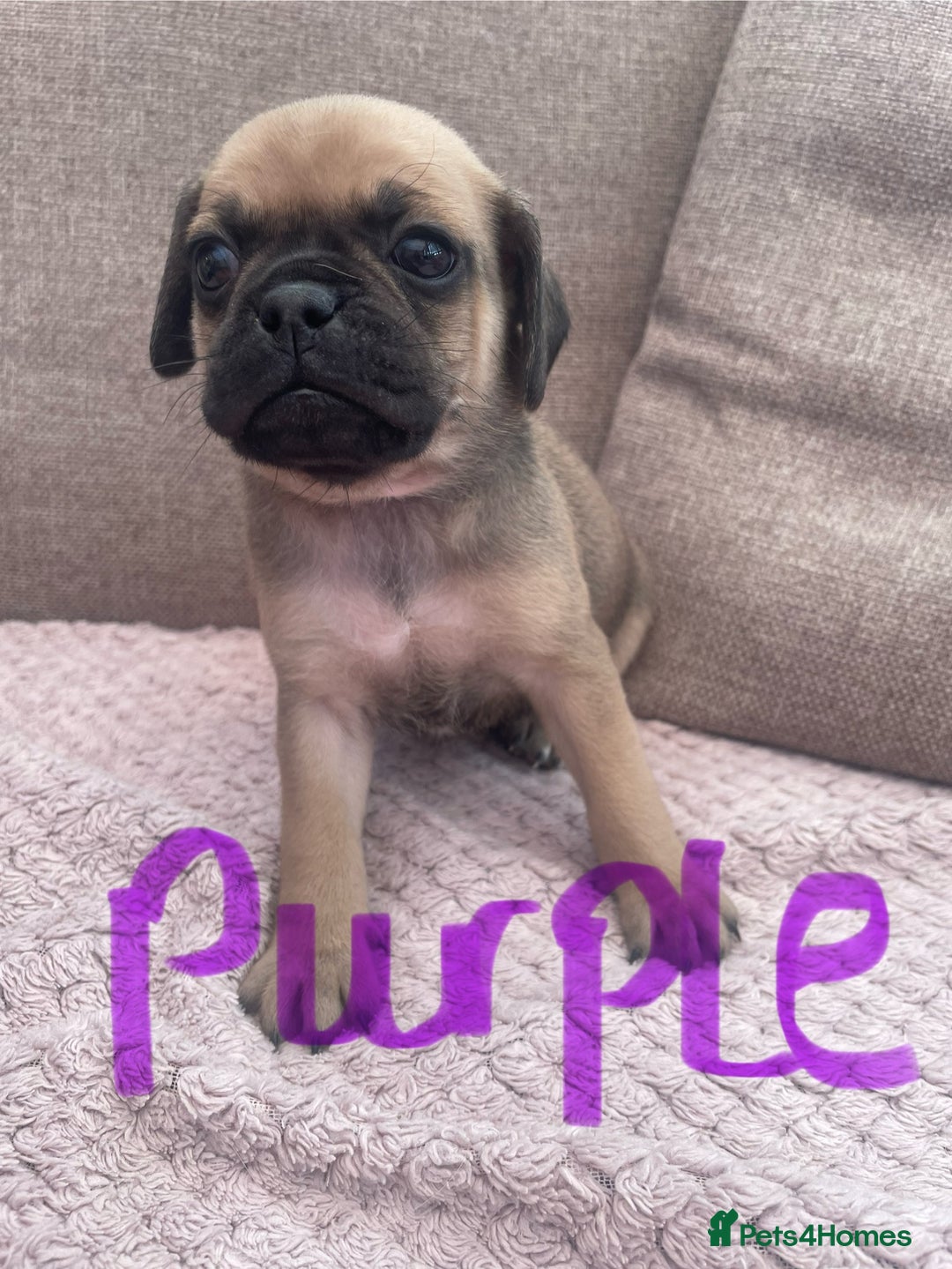 Mixed Breed dogs for sale: PUGAPOO 3 LEFT READY NOW  - Image 6