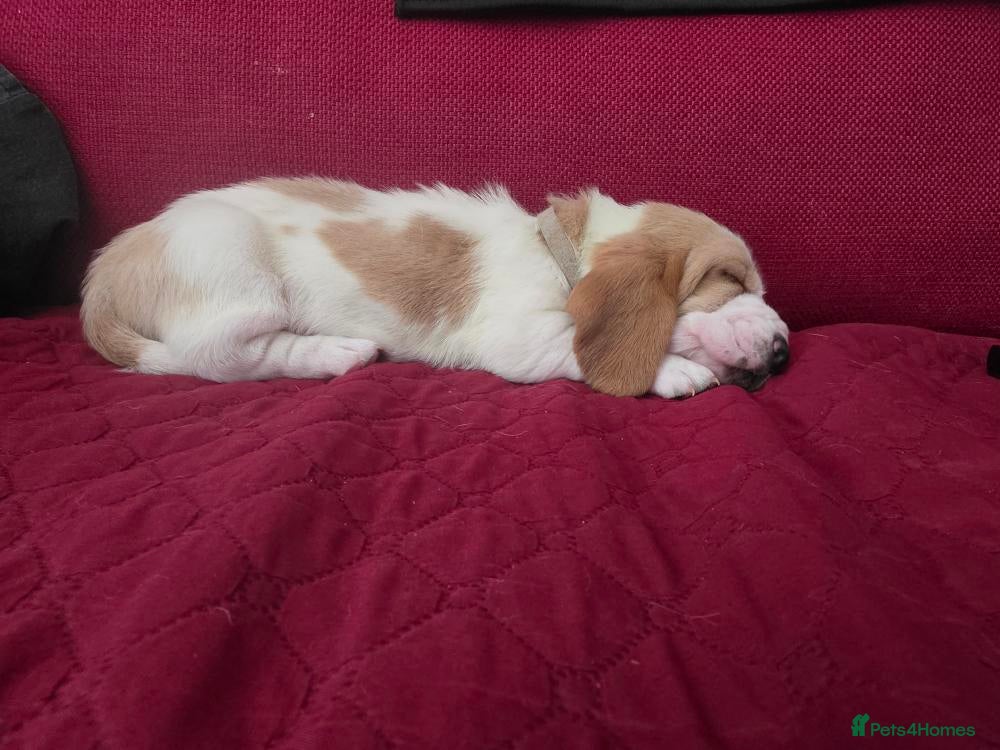 Basset Hound dogs Basset hound pups kc reg.(licensed breeder) - Advert 1